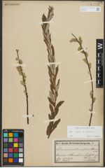 Foto von Salix repens L. x Salix viminalis L.